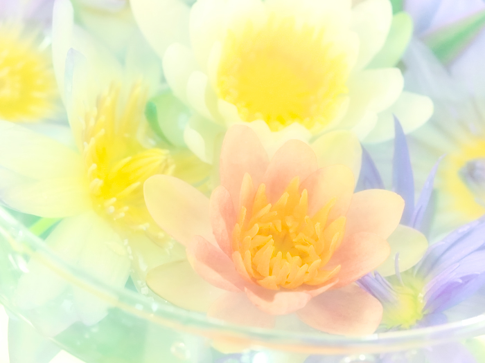 20151212waterlily